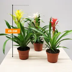 Guzmnia Special mix in Rondella sierflap 28 cm