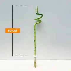 დრაცენა Lucky Bamboo 60 სმ