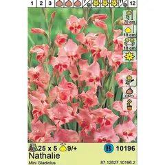 ბოლქვოვანი HBM STAR CAPPERLINE STA Mini Gladiolus Nathalie (x5)
