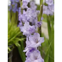 ბოლქვოვანი HBM STA Gladiolus Sweet Blue (x5)