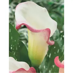 ბოლქვოვანი HBM STA Calla Parfait (x1)