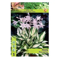 ბოლქვოვანი HBM STA Hosta Fire and Ice (x1)