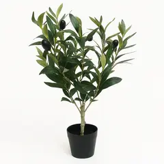 Decorative olive tree in a pot