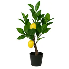 Decorative lemon tree in a pot