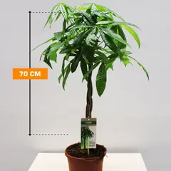 Pachira Aquatica 70 cm