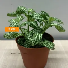 Фиттония Fittonia ferschaffeltii 508/12 5 см