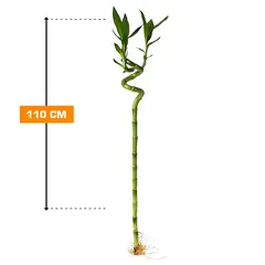 დრაცენა Bamboo 110 სმ