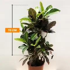 კროტონი CODIAEUM CROTON PETRA 70 სმ