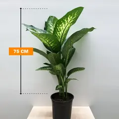 Dieffenbachia TROPIK SNOW 75 cm