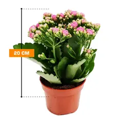 Kalanchoe 20 cm
