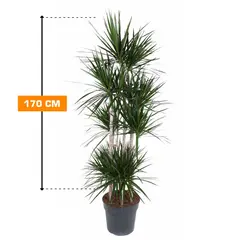 Dracaena Marginata 5PP 170 cm