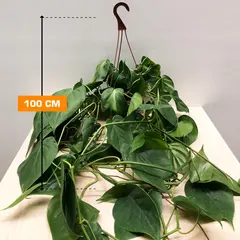 Philodendron Brasil Hanging 100 cm