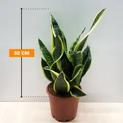 Sansevieria SUPERBAA 3PP 32 cm
