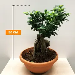 Ficus MICROCARPA GINSENG GRAFTED 2000 GR