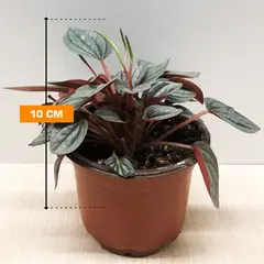 Peperomia Sunrice 10 cm