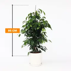 Ficus MIX 95 см