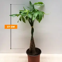 Pachira 37 cm