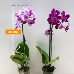 Orchid PHALAENOPSIS 1 SPIKE Mini 25 cm