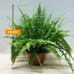 Nephrolepis Hanging 40 cm