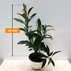 Ficus ELASTICA MELANY 3PP COLUMNA 45 cm