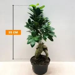Ficus MICROCARPA GING 300 GR