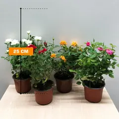 Rosa 25 cm