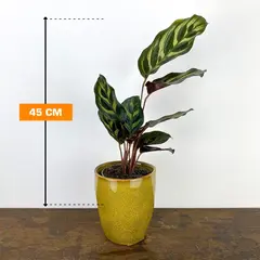 Calathea STROMENTHA TRIOSTAR 45 cm
