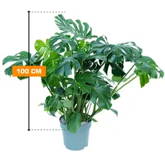 Monstera 100 cm