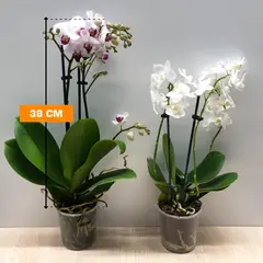 Orchid PHALAENOPSIS MIDI 2 SPIKE 38 cm