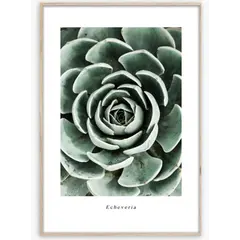 სურათი ჩარჩოში Styler Echeveria BR007 50X70 სმ