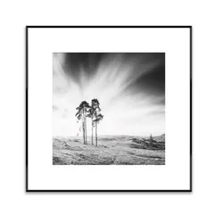 სურათი ჩარჩოში Styler AB088 TREES 50X50