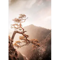 სურათი შუშაზე Styler Brown tree GL367 50X70 სმ
