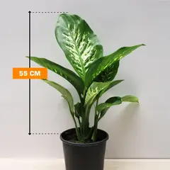 დიფენბახია Dieffenbachia Tropic Snow purify 55 სმ