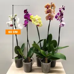 ორქიდეა Phalaenopsis mix 60 სმ