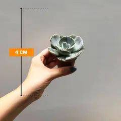 ეხევერია Echeveria gibbiflora pelucida 505/8