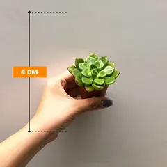 ეხევერია Echeveria Perle von Nurnberg magic 505/8