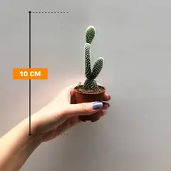 ოპუნცია Opuntia microdasys Albispina 10 სმ