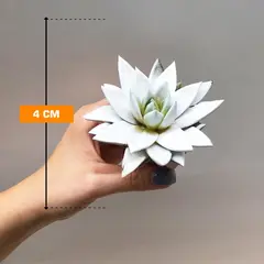 ეხევერია Echeveria Miranda coloured white