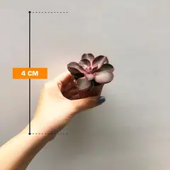 ეხევერია Echeveria gibbiflora multicaulus 505/8
