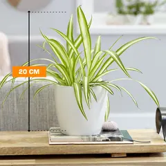 ქლოროფიტუმი Variegatum chlorophytum comosum 20 სმ