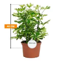 შეფლერა Schefflera several Carnaval Toef 40 სმ