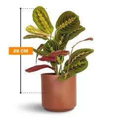 მარანტა Maranta Fascinator leuconeura 28 სმ