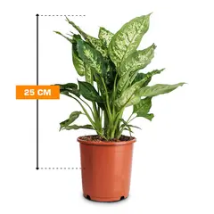 დიფენბახია Dieffenbachia mixed Purify Camilla/Compacta 25 სმ