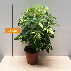 შეფლერა Schefflera Gerda 38 სმ