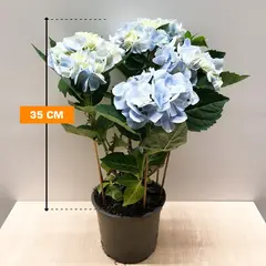 ჰორტენზია Ankong blue 35 სმ