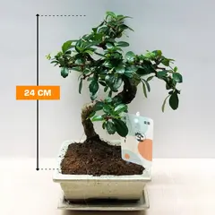 ბონსაი Bonsai several Carmona 'Traditional' 24 სმ
