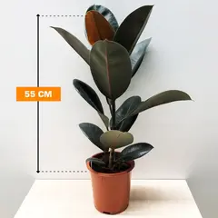 ფიკუსი Ficus El 'Abidjan' 55 სმ