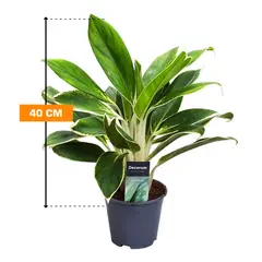 აგლაონემა Aglaonema White Lime 40 სმ