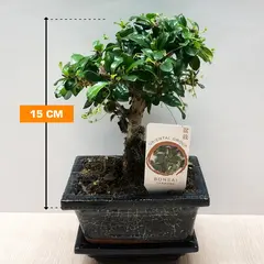 ბონსაი Bonsai Carmona 15 სმ