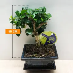 ბონსაი Bonsai Carmona 15 სმ